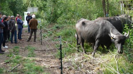 Nur kurz interessierten sich die Wasserbüffel für die „Offiziellen“ zum Start des Beweidungsprojektes. Förster Stefan Kolonko erläutert unter anderem Landrat Stefan Rößle, das Projekt für den Naturschutz. 