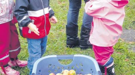 Jede Menge Äpfel sammelten die Mädchen und Buben vom Kindergarten Eurasburg. Diese wurden anschließend zu Saft gepresst. 