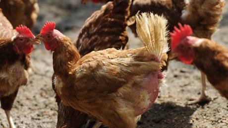 Kein Freigehege wird es für die Hühner in Kissing geben, wenn  650 Legehennen in den ehemaligen Rinderstall einziehen sollen.