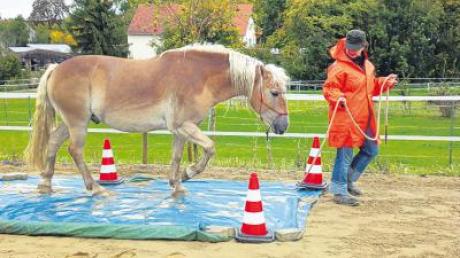 Den kleinen und großen Herausforderungen stellten sich Reiter und Pferd beim Trailday auf dem Hof der Familie Wirths in Schmiechen. 