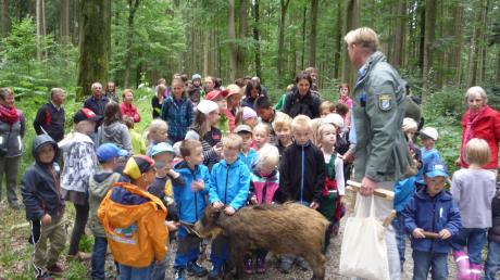 Keinerlei Berührungsängste hatten die Rieder Kinder beim Streicheln des ausgestopften Wildschweins Friedrich, das Förster und Waldpädagoge Pentti Buchwald zum Tag im Wald mitgebracht hatte. 
