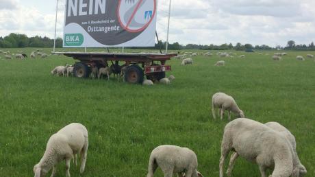 In das friedliche Bild dieser Schafweide zwischen Königsbrunn und Mering mischt sich der Protest einer Bürgerinitiative gegen den Bau der geplanten Ostumfahrung von Augsburg. Sie soll in einigen Jahren durch die Landschaft westlich des Lechs führen und hier die Autobahn A8 mit der B17 verbinden. 