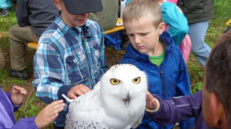 Einer der großen Stars des Waldes: Schnee-Eule Hedwig wurde von den Kindern ehrfürchtig bestaunt und vorsichtig gestreichelt. 	