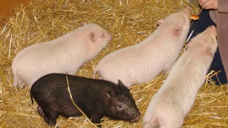 Einer der Streitpunkte in dem Verfahren ist die Zucht von sogenannten Mini-Schweinen. 