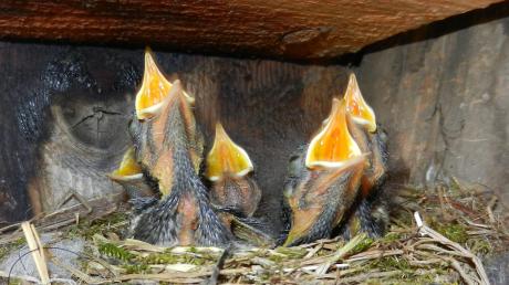 Ein Geräusch, das immer seltener zu hören ist: Der Bestand an Vögeln ist in den vergangenen 25 Jahren deutlich zurückgegangen. Nurmehr 46 Prozent der Brutvögel in Bayern gelten als nicht gefährdet.