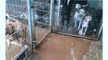 
<b>Im Tierheim Lechleite gebe es große Mängel bei der Haltung der Tiere, so lauten die Vorwürfe zweier ehemaliger Mitarbeiter. Mit diesem Foto wollen sie belegen, dass sich Hunde trotz starken Regens in den verschlammten Außenzwingern aufhalten mussten.</b>

