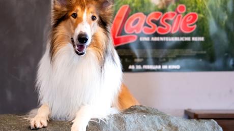 Zu den berühmtesten Hunden der Geschichte zählt auch der Filmhund Lassie. 