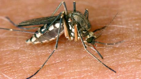 Wird 2023 ein Mückenjahr? Experten haben eine Prognose.