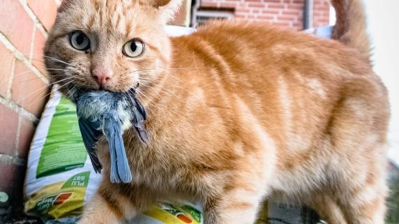 Katzenschreck: Verpiss-dich-Pflanze schützt Vögel vor jagenden Katzen