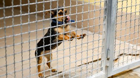 Ein Hund steht in seiner Box im Tierheim Nürnberg. Haustiere aus der Corona-Zeit bevölkern die Tierheime.