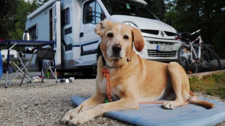 Campen mit Hund verspricht mehr Freiheit als gemeinsamer Urlaub im Hotelzimmer. Manche Campingplätze sind speziell für Vierbeiner ausgelegt.
