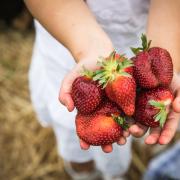 Bald ist es so weit: Die ersten Erdbeeren im Donau-Ries-Kreis können geerntet werden.