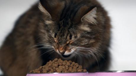 Ein Alleinfuttermittel muss alle Nährstoffe enthalten, die die Katze braucht.