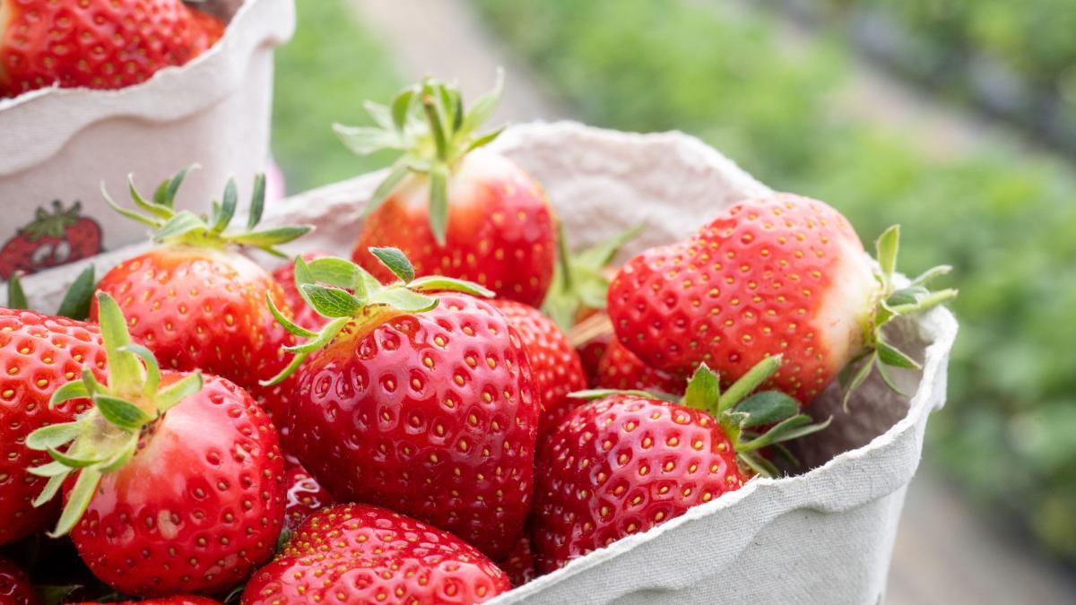 #Erdbeeren aus Spanien: Petition ruft zum Boykott auf