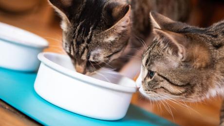 Katzen brauchen gutes Futter, um gesund zu bleiben. Das muss gar nicht das teuerste sein.