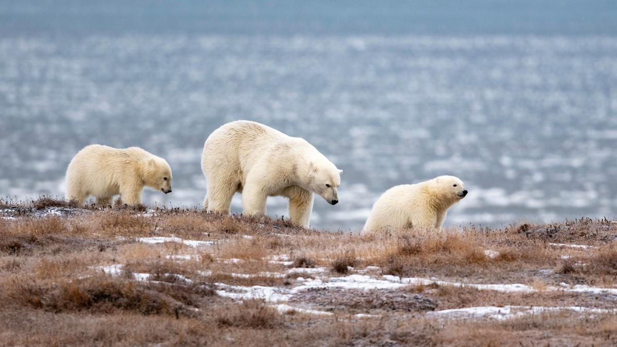 New thermal fiber textiles keep you as warm as polar bear fur