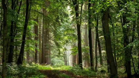 Mischwälder gelten als besonders resilient gegenüber Störungen.