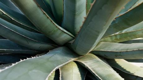Sie verleiht der Wüste ein sattes Grün - doch die wahre Kraft von Aloe vera steckt im Inneren der Pflanze.