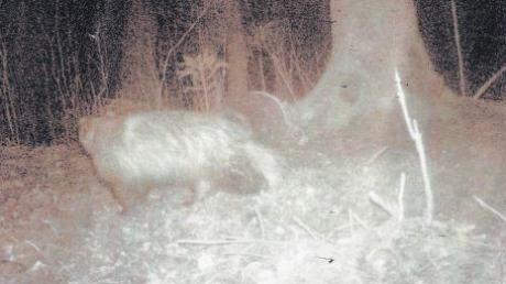 Handelt es sich hier um einen Marderhund? Karl Hieber hat das Tier im Stadtwald in Burgau mit einer Wildkamera aufgenommen.  