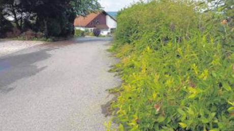 Ein Anlieger „Am Kirlesberg“ befürchtet eine Schädigung der Teerdecke durch überwuchernde Pflanzen. 