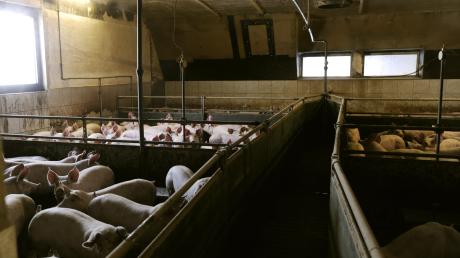 Der Großkötzer Landwirt Raimund Wiedenmann versteht die Welt nicht mehr. Alle Schweine seines Hofs, etwa 1500 Tiere, dürfen nicht mehr für den Verzehr geschlachtet werden. Sie landen voraussichtlich in der Tierkörper-Beseitigungs-Anstalt. Dagegen will sich Wiedenmann wehren.
