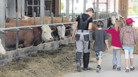 Schüler schauen sich auf dem Hof der Familie Bohnacker in Burtenbach genauer um und beobachten die Milchkühe beim Fressen. Allein 40 Kilogramm Silage frisst eine Kuh an einem Tag. 