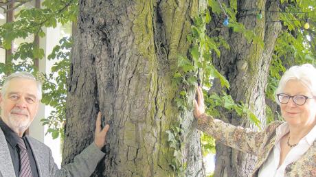 Karsten Schultz-Ninow und Rita Jubt vom Bund Naturschutz setzen sich dafür ein, dass Altbäume in den Dörfern und Städten im Landkreis besser geschützt werden. Insbesondere wollen sie, dass die Kastanien am Forum erhalten bleiben. 