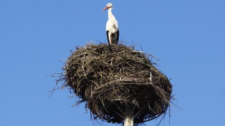 Die Jettinger Störche haben im Laufe der Jahre ein schiefes Nest gebaut. Es drohte herunterzufallen ...
