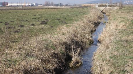 Der Scheidgraben ist die Grenze zwischen Burgauer und Haldenwanger Flur. Haldenwang will nicht, dass bei Hochwasser dieses Gebiet und die Flächen darum zum Überschwemmungsgebiet werden. 
