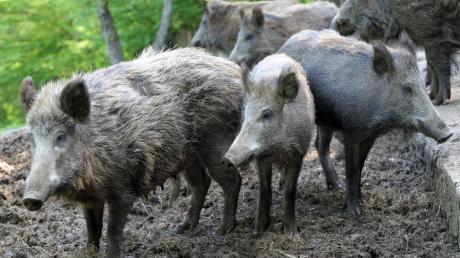 Wildschweine haben sich durch den milden Winter stark vermehren können. Nun drohen weitreichende Probleme.