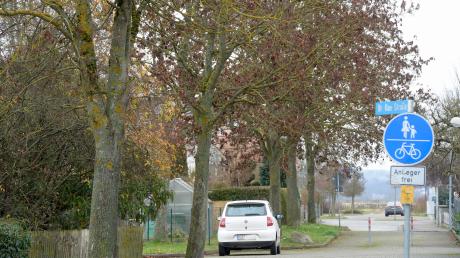 Die Ahornbäume in der Dr.-Rau-Straße werden nun doch nicht gefällt - nur einer, weil er am Absterben ist. 
