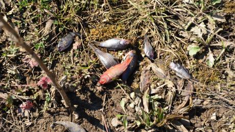 Dutzende Fische verendeten auf dem Fliegerhorstgelände.
