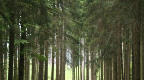 „Der Weg zur Forstwirtschaft ist der Weg“ – egal, ob es um Holzeinschlag, Lagerung oder Abtransport gehe, sagte Forstdirektor Peter Birkholz vom Krumbacher Amt für Ernährung, Landwirtschaft und Forsten.  	