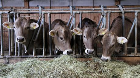 Sehen so glückliche Kühe aus? Zumindest stehen sie auf einem Biohof und müssen weniger Milch geben als Rindviecher in einem konventionellen Betrieb. Der Biobauer Hubert Krimbacher fordert einen Wandel in der Landwirtschaft.