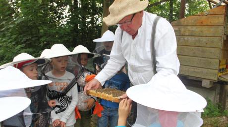 Imker Hubert Schmid zeigt den Kindergartenkindern, wie Bienenwaben aussehen und wie Honig hergestellt wird. 