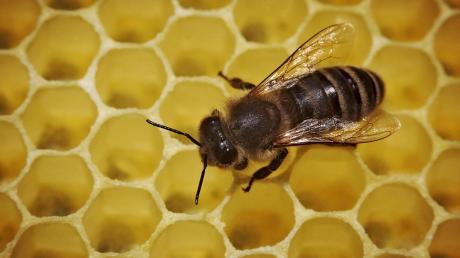 Der Landkreis Günzburg hat die Patenschaft für vier Bienenvölker übernommen. 