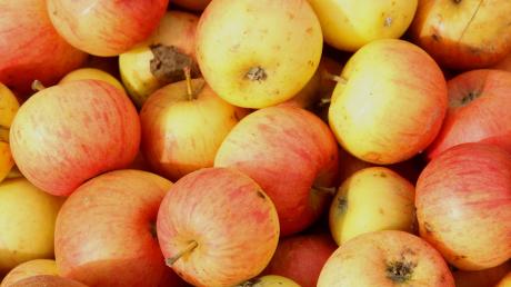 Die Apfelernte ist in diesem Jahr mehr als reichlich.