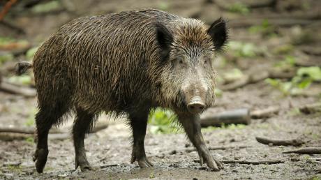 Sieben Wildschweine waren am Samstag in Illerzell unterwegs.	