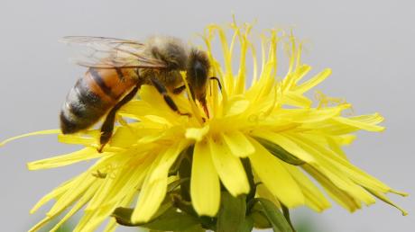 Für Bienen, Insekten und Frösche ist eine große Biotop- und Ausgleichsfläche zwischen Neuburg/Kammel und Edelstetten entstanden.  	