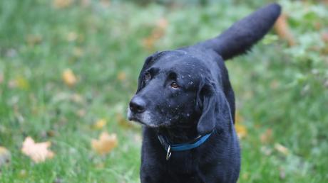 Die beiden Labradore einer Frau sind gestorben: Die Hunde hatten in Günzburg vergiftete Köder gefressen. Nun fordert die Frau Schadensersatz. 	