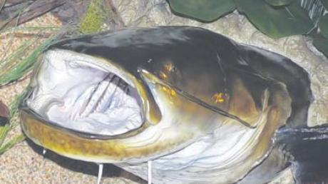 Der präparierte Kopf des „Monsters von Kellmünz“ konnte bei der Fischerversammlung bewundert werden. 