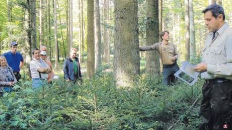 An unterschiedlichen Waldstandorten im östlich von Matzenhofen liegenden Wald von Karl Graf Moy vermittelte gräflicher Förster Wolfgang Ströbele rund 80 Mitgliedern der FBG sowie Interessierten seine Betriebsziele. 