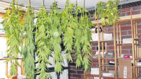 Marihuana-Pflanzen – zum Trocknen aufgehängt in der Asservatenkammer der Polizei. Beamte hatten sie einem Mann abgenommen, der sie verbotenerweise angebaut hatte. 
