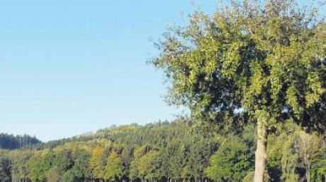 Im Wald von Bebenhausen liegt das Quellgebiet, dass die Gemeinde Kettershausen gegebenenfalls beabsichtigt, als zweites Standbein für die Trinkwasserversorgung zu erschließen. 