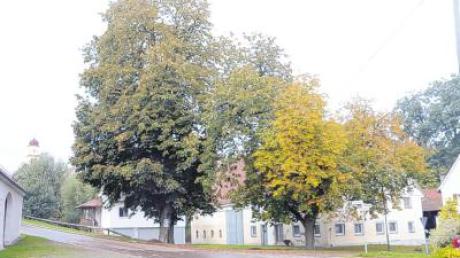Im Jahr 2007 waren die alten Kastanien in Weiler mit dem Bund Naturschutz saniert worden, nun will sie die Kommune wegen Bürgerbedenken ummachen. 