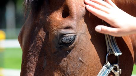 Ein Pferd wurde in Unterroth angefahren und verletzt.