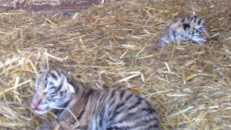 Eines der beiden Tigermädchen ist am Freitag in Illertissen gestorben. Das andere wird nun mit der Flasche aufgezogen. Weltweit gibt es nicht einmal mehr 4000 der großen Raubkatzen. 