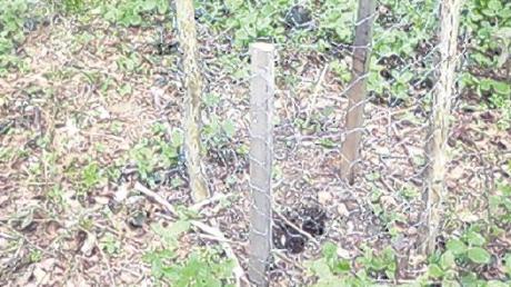 Aus der Umzäunung haben Dieben junge Ginkgo-Bäume gestohlen. 