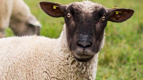 Fünf Schafe wurden von unbekannten Viehdieben in Buch gestohlen