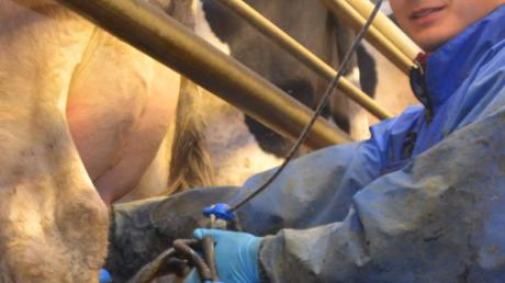 Sebastian Zanker beim Melken auf dem Familienbetrieb in Untereichen. Da die Kühe ein sehr genaues Zeitgefühl haben, werden sie langsam umgewöhnt. 